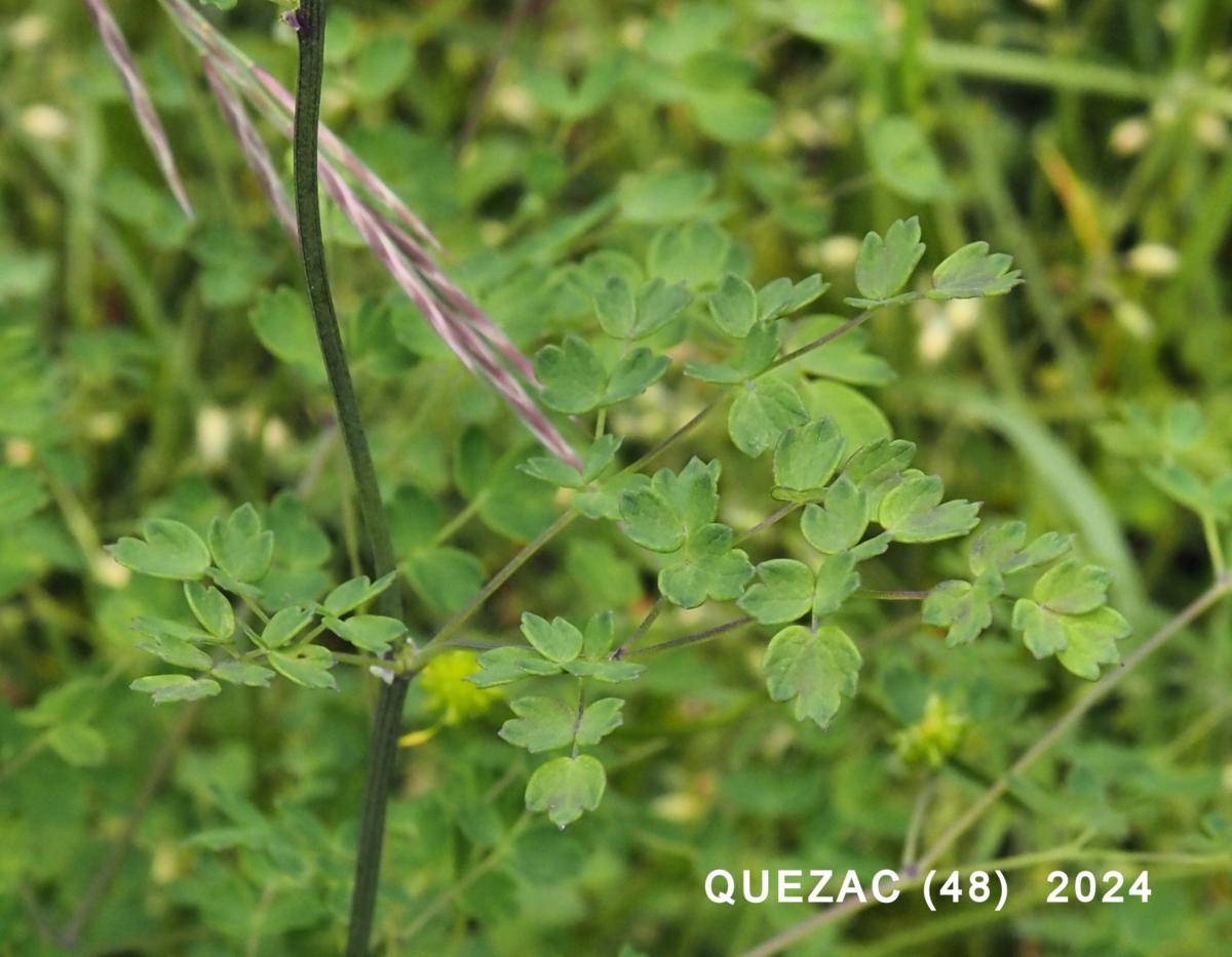 Meadow Rue, Lesser leaf